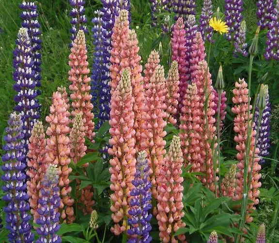 Gergovia 2* Super Besse