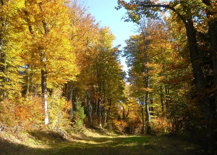 Gergovia Super Besse